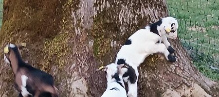 Die ersten Märkte 2026